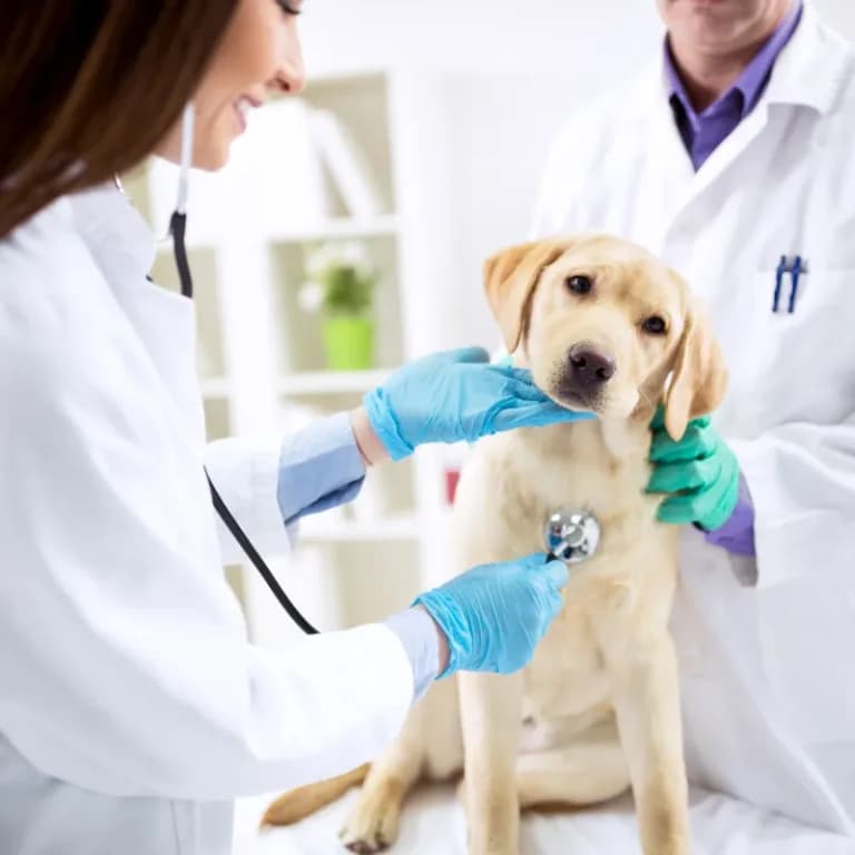 Silicone Rings for Vet Techs: Comfort Meets Care