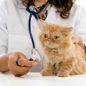 Do your vet work without worries